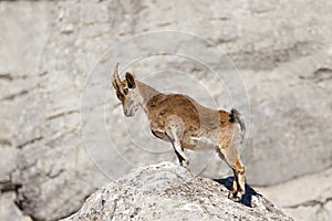 Spanish Ibex stood upright on rocks