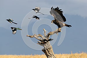 Spanish imperial eagle Aquila adalberti, also as the Iberian imperial eagle, Spanish or Adalbert`s eagle lands among the magpie