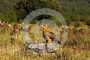 Spanish imperial eagle Aquila adalberti, or Iberian imperial eagle, Spanish or Adalbert`s eagle sitting on the ground with