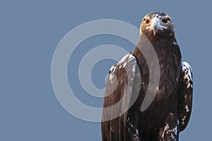 Spanish imperial eagle. or Aquila adalberti. Isolated over blue photo