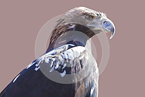 Spanish imperial eagle.or Aquila adalberti. Isolated photo
