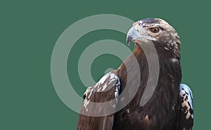 Spanish imperial eagle. or Aquila adalberti. Isolated over green photo