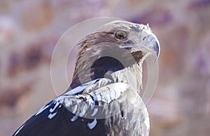 Spanish imperial eagle.or Aquila adalberti. Portrait photo
