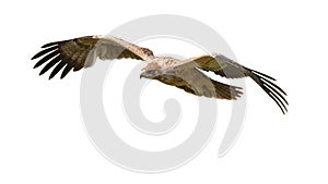 Spanish imperial Eagle flying on White Background
