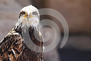 Spanish Imperial Eagle