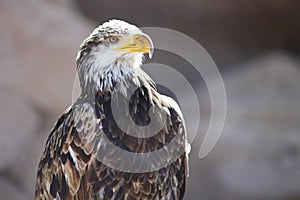 Spanish Imperial Eagle