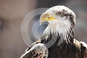 Spanish Imperial Eagle photo