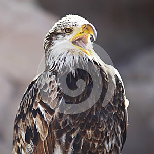 Spanish Imperial Eagle