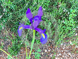 Spanish iris blooming in the wild meadow