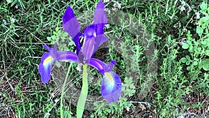 Spanish iris blooming in the wild meadow high in the mountains