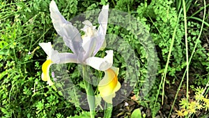 Spanish iris blooming in the wild meadow high in the mountains