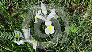 Spanish iris blooming in the wild meadow high in the mountains