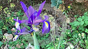 Spanish iris blooming in the wild meadow high in the mountains