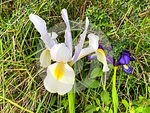 Spanish iris blooming in the wild meadow high in mountains