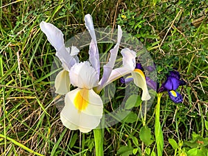 Spanish iris blooming in the wild meadow high in  mountains