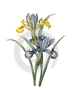 Spanish iris | Redoute Flower Illustrations photo