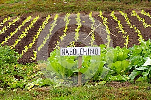 Spanish language sign Nabo Chino or Chinese Turnip photo