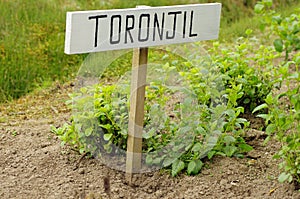 Garden spanish sign for toronjillemon mint