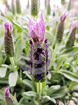 SPANISH LAVENDER