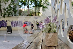 Spanish Lavender in Decorative Pot