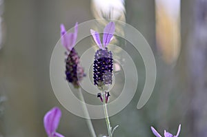 Spanish Lavender Flower