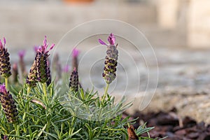 Spanish lavender flower or topped lavender outdoors Lavandula stoechas