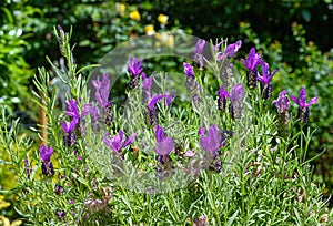 Spanish lavender flowers [Lavandula stoechas