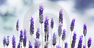 Spanish Lavender flowers in soft focus with bokeh blur.