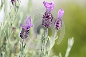 Spanish Lavender plant