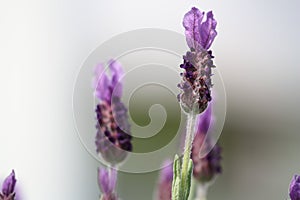 Spanish Lavender plant