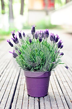 Spanish lavender plant