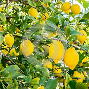 Spanish lemons close up