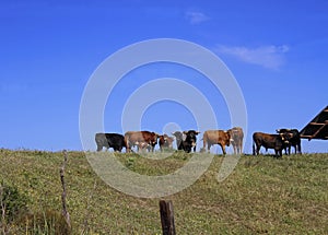 Spanish lidia bulls domestic cattle, brave bull, bull in the pasture, habitat photo