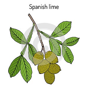 Spanish lime Melicoccus bijugatus