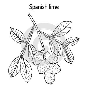 Spanish lime Melicoccus bijugatus , or ginepa, mamoncillo, medicinal plant