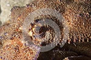 Spanish Lobster Macro