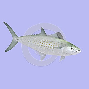 Spanish Mackerel