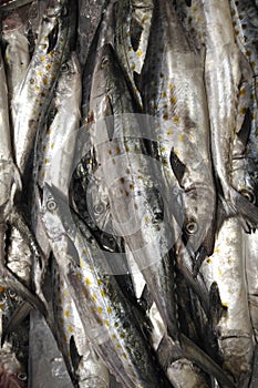 Spanish Mackerel