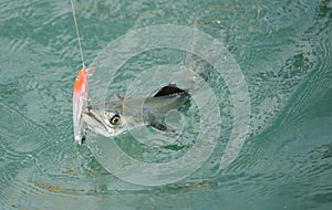 Spanish mackerel fish caught on hook and fishing line photo