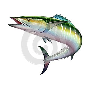 Spanish Mackerel wahoo green fish big fish on white realistic illustration isolate photo