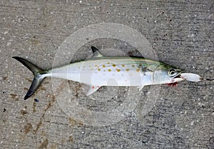 At Spanish mackerel on the white fishing lure