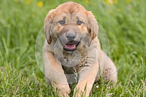 Spanish Mastiff