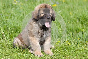 Spanish Mastiff