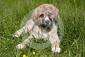 Spanish Mastiff