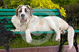 Spanish Mastiff