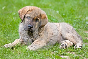 Spanish Mastiff