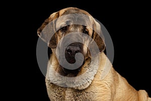 Spanish Mastiff Dog isolated on a black background