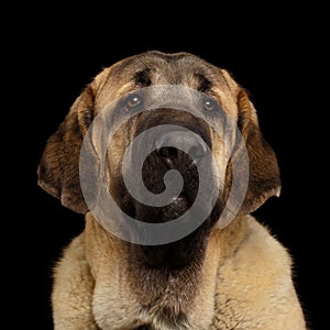 Spanish Mastiff Dog isolated on a black background