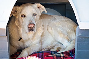 Spanish Mastiff in doghouse