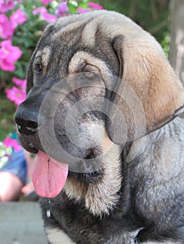 Spanish mastiff drool